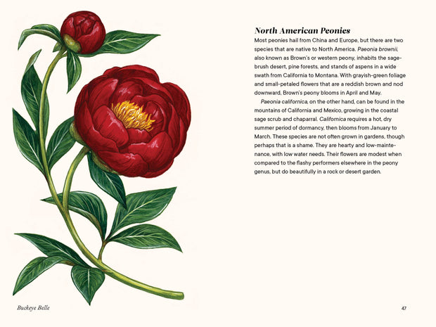Paige Tate & Co. - A Little Book of Flowers: Peonies