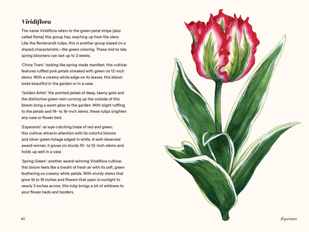Paige Tate & Co. - A Little Book of Flowers: Tulips