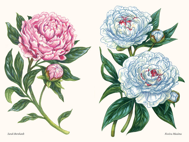 Paige Tate & Co. - A Little Book of Flowers: Peonies