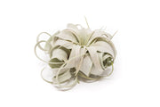Air Plant Shop - Large Tillandsia Xerographica Air Plants (24)