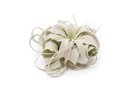 Air Plant Shop - Large Tillandsia Xerographica Air Plants (24)