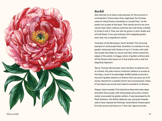 Paige Tate & Co. - A Little Book of Flowers: Peonies