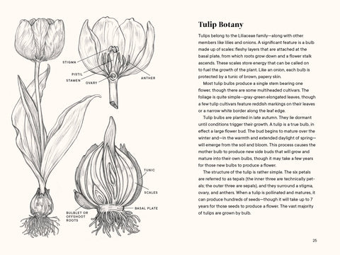 Paige Tate & Co. - A Little Book of Flowers: Tulips