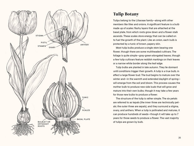 Paige Tate & Co. - A Little Book of Flowers: Tulips