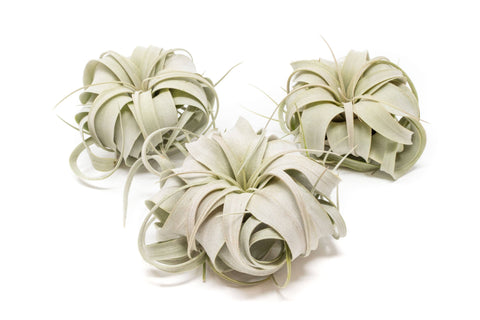Air Plant Shop - Large Tillandsia Xerographica Air Plants (24)