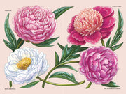 Paige Tate & Co. - A Little Book of Flowers: Peonies