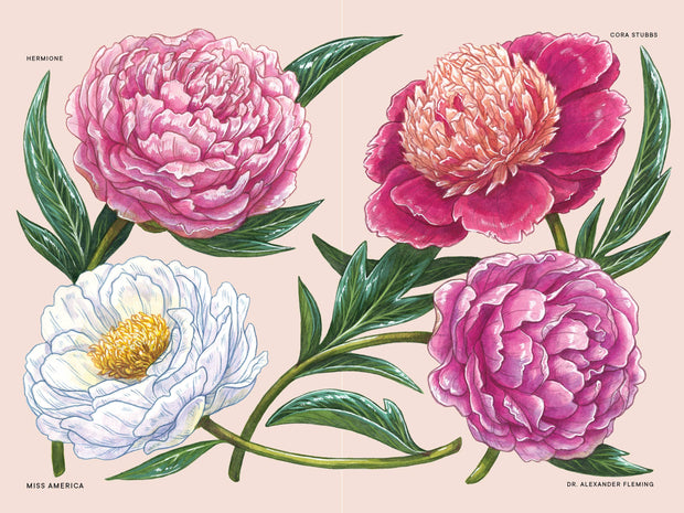 Paige Tate & Co. - A Little Book of Flowers: Peonies