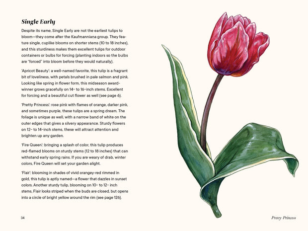 Paige Tate & Co. - A Little Book of Flowers: Tulips
