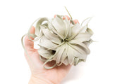 Air Plant Shop - Large Tillandsia Xerographica Air Plants (24)