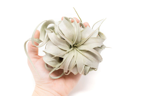 Air Plant Shop - Large Tillandsia Xerographica Air Plants (24)