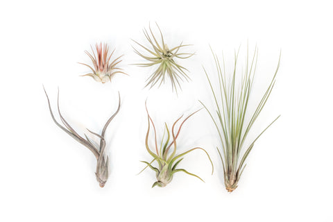 Air Plant Shop - The Yucatan Collection of Tillandsia Air Plants