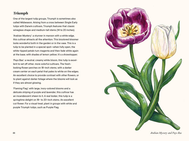 Paige Tate & Co. - A Little Book of Flowers: Tulips