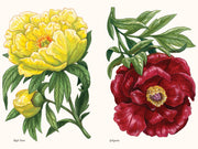 Paige Tate & Co. - A Little Book of Flowers: Peonies