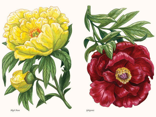 Paige Tate & Co. - A Little Book of Flowers: Peonies
