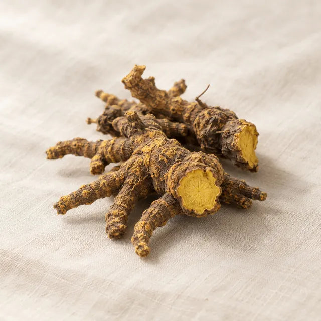 Coptidis Rhizoma