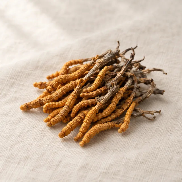 Cordyceps