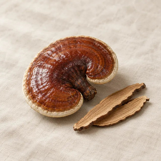 Reishi mushroom